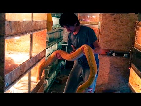 Видео: ПИТОНЫ ЗА ПОЛГОДА СТАЛИ НАСТОЯЩИМИ ГИГАНТАМИ!