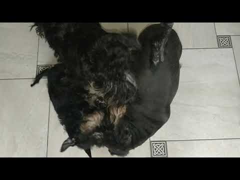 Видео: Цвергшнауцер.Веселые девчата!