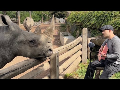 Видео: Подборка песен для животных 🥹❤️‍🩹