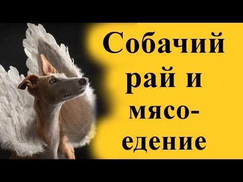 Видео: Собачий рай и мясоедение. Карма и реинкарнация собак после их смерти