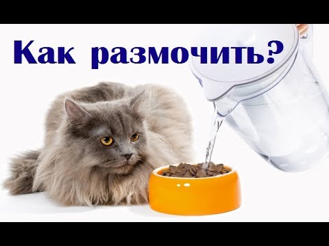 Видео: Можно ли размачивать сухой корм водой и натуралка для кошки. ВетОтвет