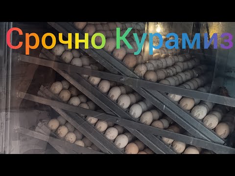 Видео: Инкубатор Хакида Срочно Курамиз Яхши Малимот Хамага Керакли
