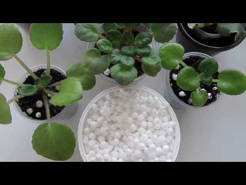 Видео: Пенопластовые шарики для фиалок как разрыхлитель грунта.