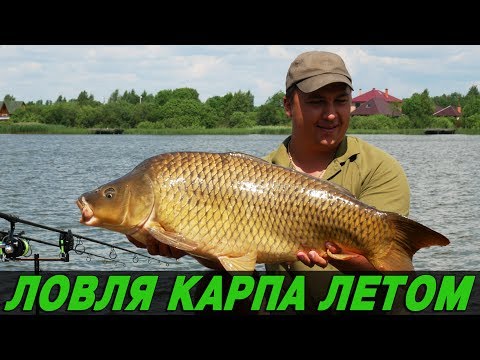 Видео: ЛОВЛЯ КАРПА В ЖАРКУЮ ПОГОДУ. Где искать карпа летом?!
