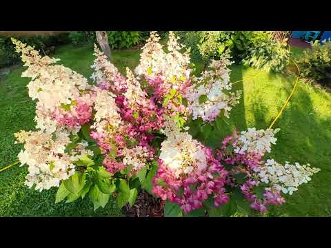 Видео: Гортензия, от которой я хотел избавиться. Пинки Винки 2024