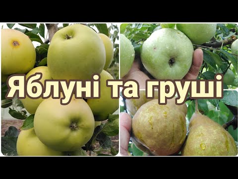 Видео: 10.09.25.Яблуні та груші в нашому саду.