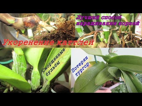 Видео: Как укоренить каттлею. Процесс укоренения. Сморщенные бульбы и листья. Деленки каттлеи.