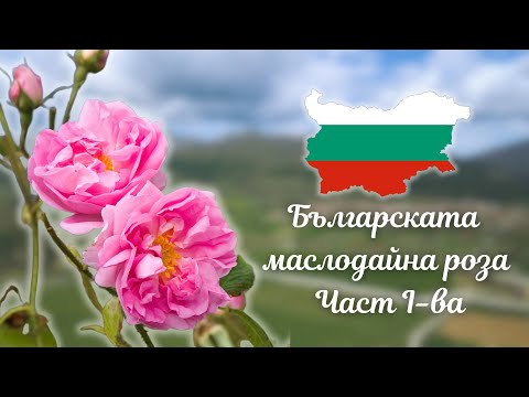 Видео: Българската маслодайна роза - История и традиции в отглеждането ѝ Част I-ва