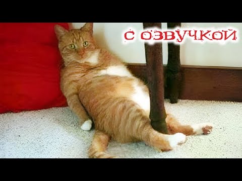 Видео: Приколы с котами! Смешные коты! С ОЗВУЧКОЙ! СМЕШНЫЕ ЖИВОТНЫЕ 2024! До слёз!