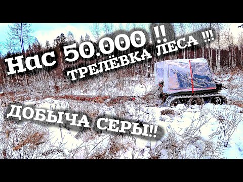 Видео: ТРЕЛЁВКА ЛЕСА / ПРОМЫСЕЛ В ТАЙГЕ / ДОБЫЧА ЖЕВАТЕЛЬНОЙ СЕРЫ / НОВЫЙ БЛОГЕР ЖИЛИ - БЫЛИ !