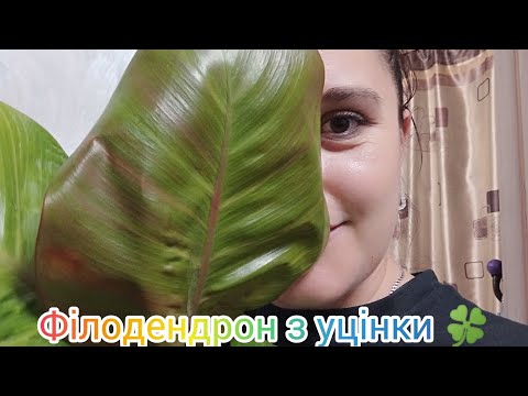 Видео: Рятую філодендрон 🙂🍀 Підкажіть назву🧑