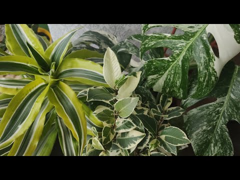 Видео: Монстера Борзига и Альба, Драцена Лимон-Лайм, фикус микрокарпа Альбомаргината. Пересадка и не только