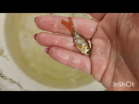 Видео: Роботи у жовтні...31,10.2025