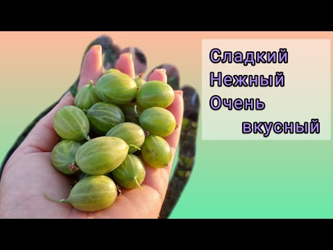 Видео: Крыжовник Орфей. Самый вкусный сорт