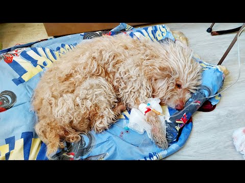 Видео: Нашли умирающую собаку.