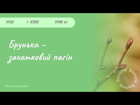 Видео: Брунька - зачатковий пагін