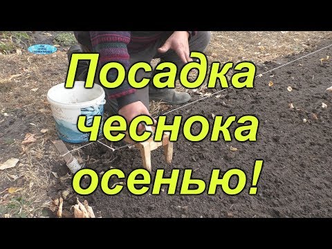 Видео: Осенняя посадка чеснока от "А" до "Я". Все тонкости осенней посадки.