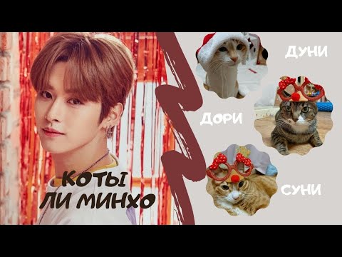 Видео: Запоминаем кошек Ли Минхо из Stray Kids| Guide to Lee Know's cats