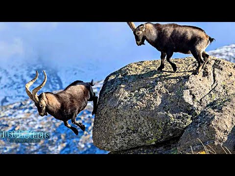 Видео: ИБЕКС - Летающие горные Козлы