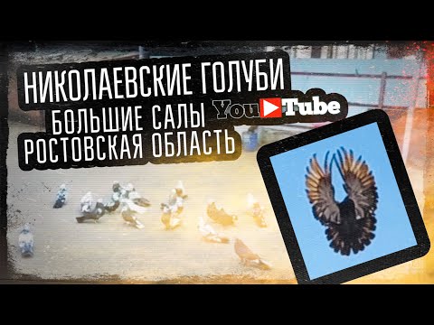 Видео: Николаевские голуби у Паши. Большие Салы Ростовская обл. 2023 год. тел 8(928)195-37-52