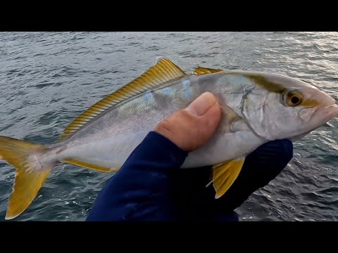 Видео: Макрель.Морская  рыбалка с тетраподов в Южной Корее.