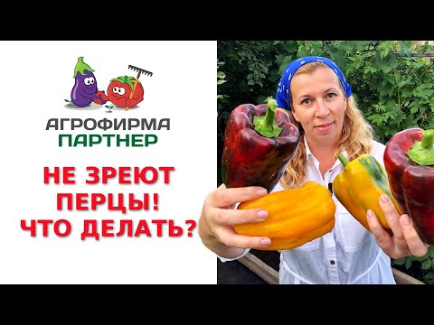 Видео: НЕ ЗРЕЮТ ПЕРЦЫ! ЧТО ДЕЛАТЬ?