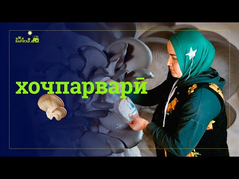 Видео: Занбӯруғпарварӣ: соҳаи нав, даромаднок ва муфид