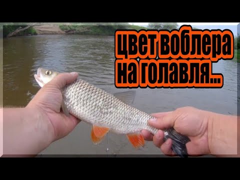 Видео: Влияет ли цвет воблера на клев голавля. Голавль на спиннинг.