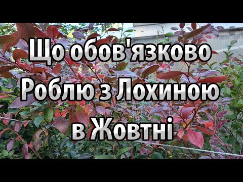 Видео: Осінні Секрети Вирощування Лохини!
