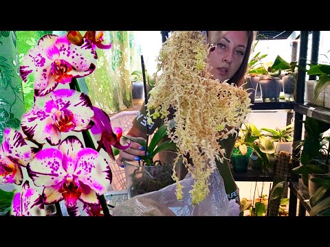Видео: Пересадка Орхидеи в Такой Посадке ОРХИДЕЯ будет ЦВЕСТИ КРУГЛЫЙ ГОД/ Все нюансы ухода за ОРХИДЕЯМИ