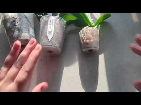 Видео: Орхо - пополнение. В рядах Прибавление🙂🙃