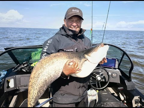 Видео: Пелагические сомы , судаки и щуки !!!