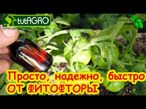 Видео: В ОГОРОДЕ и ТЕПЛИЦЕ: фитофтора уйдет навсегда. Простое копеечное средство. 🍅ТОМАТЫ БЕЗ ФИТОФТОРЫ.