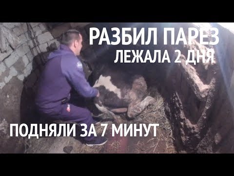 Видео: Корова лежала 2 дня - подняли за 7 минут