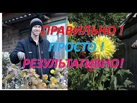 Видео: Правильное хранение георгинов зимой