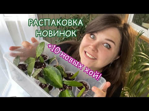 Видео: Распаковка НОВИНОК | укореняем ХОЙИ | плюс 10 штук в КОЛЛЕКЦИЮ