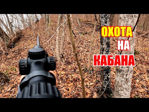 Видео: Охота на кабана