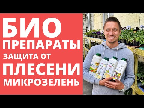 Видео: БИОпрепараты для растений  Триходермин Фитоспорин  сухой  как использовать  Микрозелень