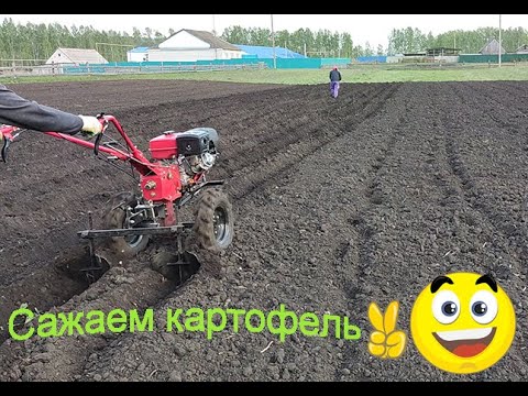 Видео: Посадка картофеля под мотоблок