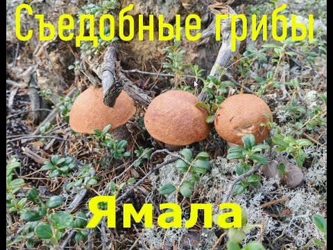 Видео: Съедобные грибы Ямала (да и не только его). Мой краткий обзор