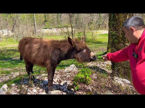 Видео: Наконец-То Мы Приготовили Этот Нашумевший Рецепт! Самый вкусный шашлык из курицы на мангале