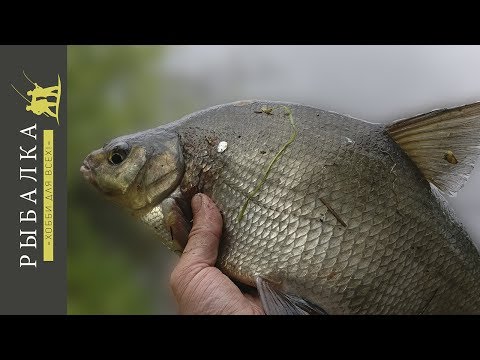 Видео: Ловля леща на фидер на реке Свирь