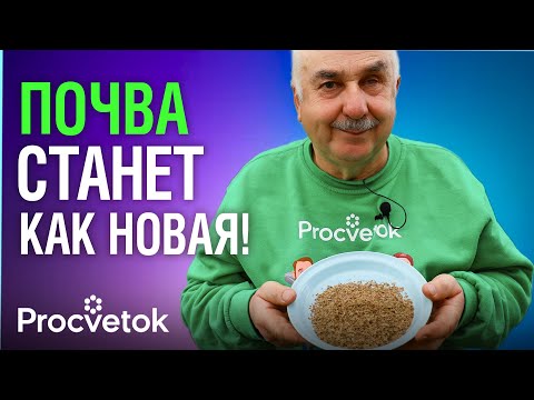 Видео: ЭКСПРЕСС-МЕТОД ОЗДОРОВЛЕНИЯ ПОЧВЫ! Просто посейте эти семена в августе!