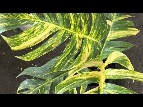 Видео: Болмо гулу. Тайландан келген гулдорду отургузуу 🪴