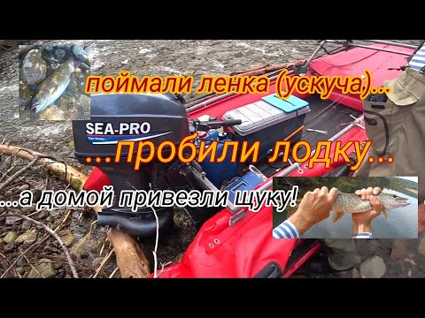 Видео: Рыбалка на ленка (ускуча) / Sea-pro 40 и Solar 420 стрела