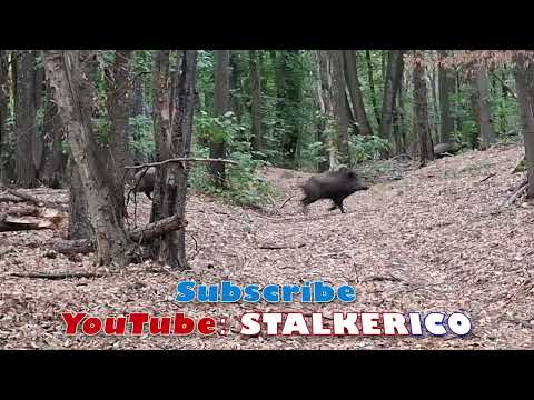 Видео: Българска дива свиня / Bulgarian wild boar