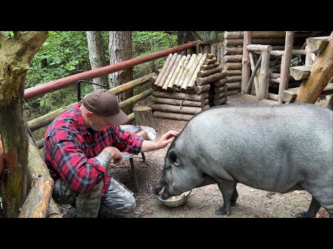 Видео: Отметили день рождения кабана Яши в лесу | дружба с диким кабаном.