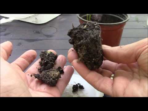 Видео: Вашингтония.  Пальма вашингтония из семян.  Мои цветочки!