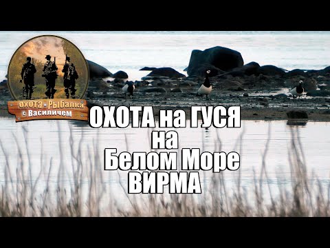 Видео: Охота на гуся на Белом море.  Вирма Республика Карелия.