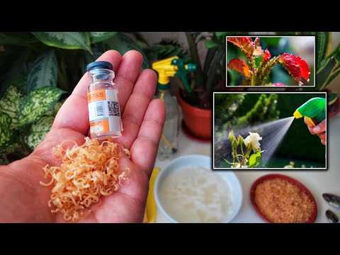 Видео: Ширага қарши курашиш, уй шароитида. Кимёвий дориларсиз Атиргул, Хона гулларида Ширани йўқ қилиш.